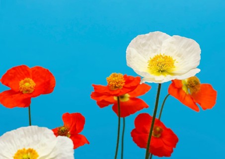 Icelandic poppy (Papaver nudicaule), flowers in the studio, blue background, North