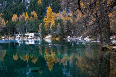 Lake Palpougna, mountain lake, mixed forest with larch (Larix) in autumn colors, snow, autumn,