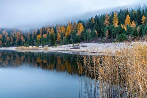 Lake Staz, mountain lake, mixed forest with larch (Larix) in autumn, common reeds (Phragmites