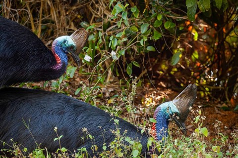 Mating behavior of helmet cassowaries in the Queensland rainforest Australia