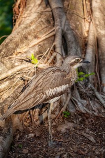 Long-tailed weet Burhinus grallarius in the forest, Queensland Australia