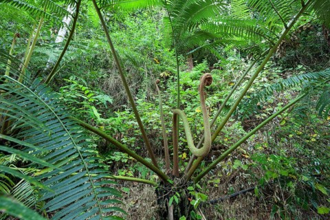 The impressive royal fern Angiopteris evecta in the tropical rainforest of Queensland Australia