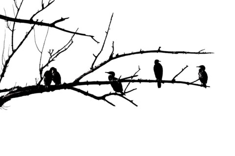 Cormorants (Phalacrocoracidae) sit on the branches of a dead tree, Drake, Lower Middle Rhine