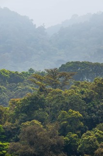 Landscape with tropical mountain rain forest, hills and treetops, Bwindi Impenetrable Forest,