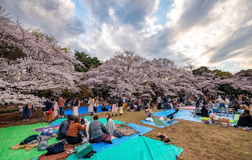 Japanese people picnicking under cherry blossoms in Yoyogi Park, Hanami Festival, Shibuya District,