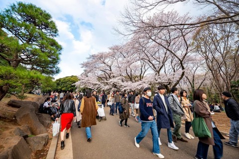 Visitors walking through the park under cherry blossoms, Yoyogi Park, Hanami Festival, Shibuya