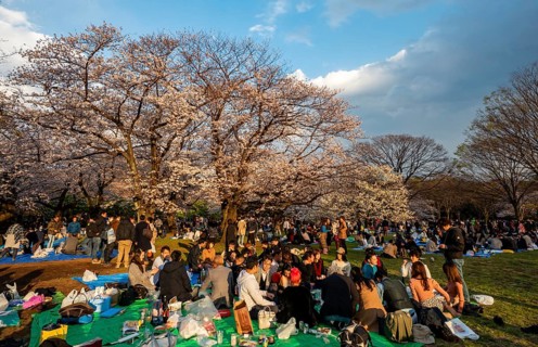 Japanese people picnicking under cherry blossoms in Yoyogi Park, in the evening light, Hanami