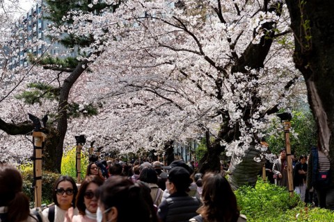 People walking under blooming cherry trees, Japanese cherry blossoms in spring, Hanami Festival,