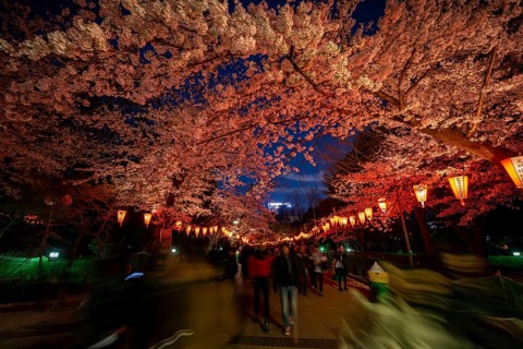People walking through the park, blooming cherry trees and illuminated lanterns with Japanese