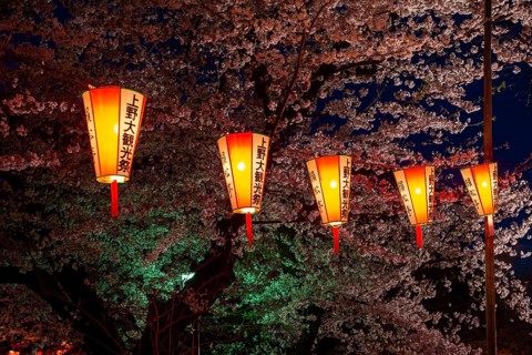 Blooming cherry trees and illuminated lanterns with Japanese lettering in the evening, blue hour,