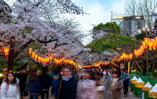 People walking through the park, blooming cherry trees and illuminated lanterns with Japanese