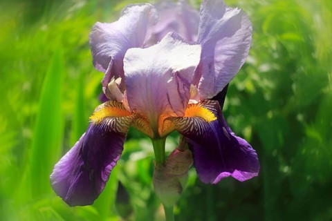 German Lily Hybrid (Iris germanica x hybrid), Flower, North Rhine-Westphalia, Germany