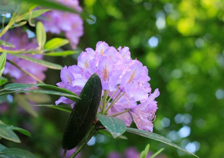 Rhododendron flowers (Rhododendron), with beautiful bokeh, North Rhine-Westphalia, Germany