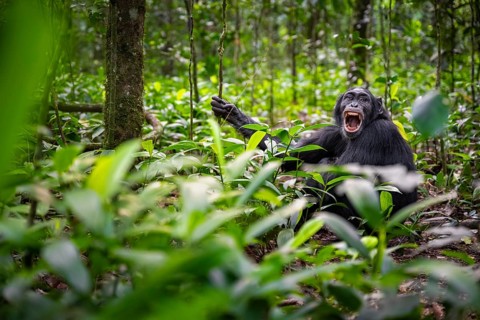 Aggression, chimpanzee (Pan Troglodytes) baring teeth, adult male between leaves in jungle, Kibale