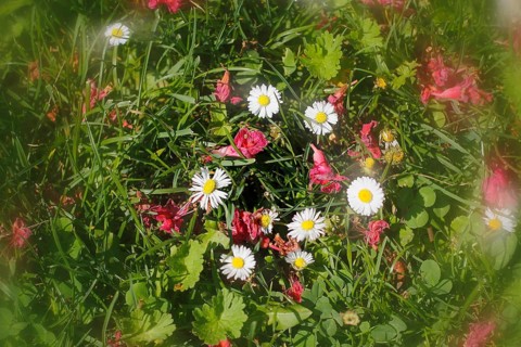 Daisy (Bellis perennis) seen from above in a meadow with alienation, North Rhine-Westphalia,