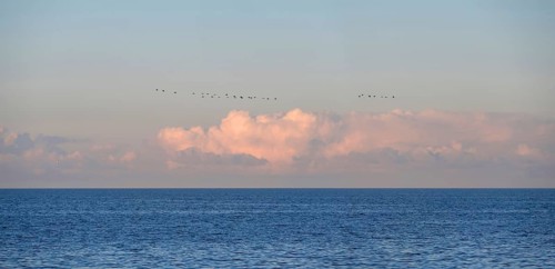Flying cranes (Grus grus) over the Baltic Sea in the evening, Darß, Mecklenburg-Western Pomerania,