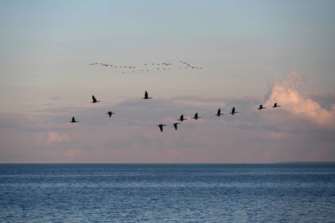 Migrating cranes (wildebeest) in the evening light over the Baltic Sea, Darß, Mecklenburg-Western