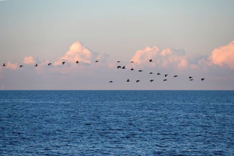 Migrating cranes (wildebeest) over the Baltic Sea, Darß, Mecklenburg-Western Pomerania, Germany