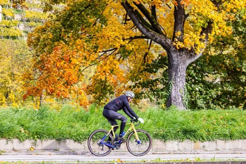Autumn on the Neckar in Stuttgart-Münster. A tree with brightly colored leaves. The landscape in