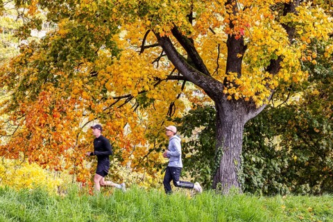Autumn on the Neckar in Stuttgart-Münster. A tree with brightly colored leaves. The landscape in