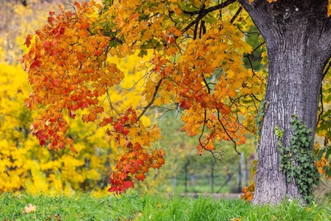 Maple with colorful leaves. The landscape is colorful in autumn. Stuttgart, Baden-Württemberg,