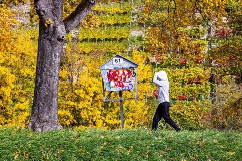 Autumn on the Neckar in Stuttgart-Münster. A tree with brightly colored leaves. The landscape in