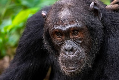 Chimpanzee (Pan Troglodytes), animal portrait, male grooming in the jungle, Kibale National Park,