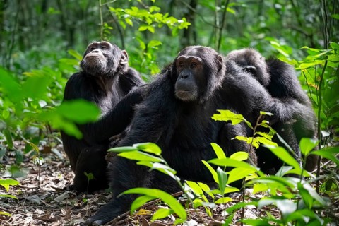 Three chimpanzees (Pan Troglodytes), adult male spawning, grooming in the jungle, Kibale National