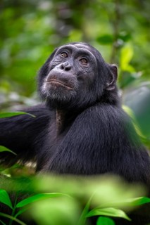 Animal portrait, chimpanzee (Pan Troglodytes) looking longingly, hopeful, adult male between leaves