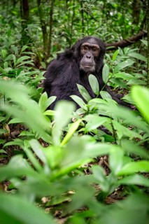 Chimpanzee (Pan Troglodytes), male on the ground, jungle in Kibale National Park, Uganda