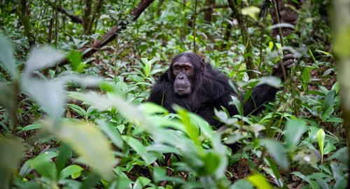 Chimpanzee (Pan Troglodytes), male on the ground, jungle in Kibale National Park, Uganda