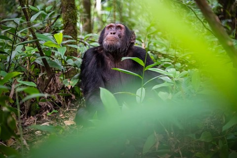 Chimpanzee (Pan Troglodytes), male looking thoughtfully, on the ground, mood, green jungle in