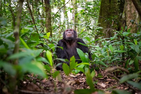 Chimpanzee (Pan Troglodytes), male looking up with hope, jungle in Kibale National Park, Uganda