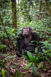 Chimpanzee (Pan Troglodytes), male on the ground, jungle in Kibale National Park, Uganda