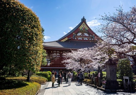 Blooming cherry trees and red-gold roof gable of a temple building, Buddhist temple complex,