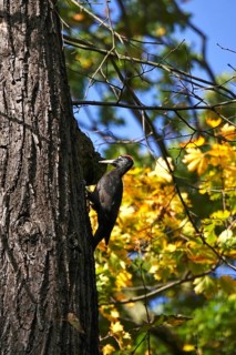 Black woodpecker (Dryocopus martius) on a tree trunk, autumn, Germany