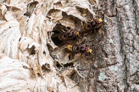 Hornissen (Vespa crabro), Emsland, Lower Saxony, Germany