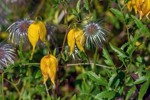Gold Clematis (Clematis tangutica), Ahrenhoop, Darß, Mecklenburg-Western Pomerania, Germany