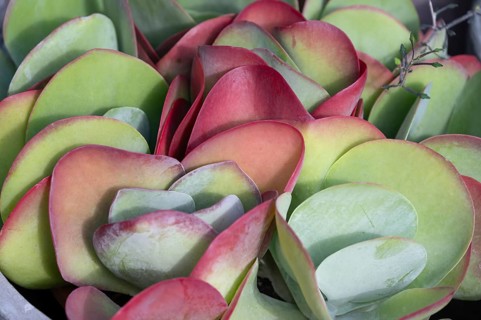 Leaves of the fat hen (Sedum), Bavaria, Germany