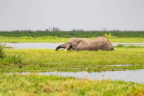 African elephant (Loxodonta africana), in Longinye Swamp, Amboseli National Park, Rift Valley