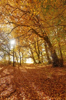 Bright autumn forest with large trees along a sunny hiking trail. Golden leaves cover the ground,