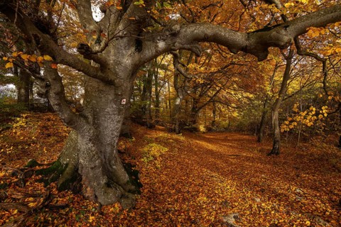 Bright autumn forest with large trees along a sunny hiking trail. Golden leaves cover the ground,