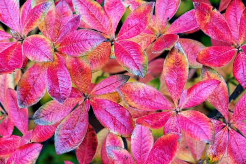 Azalea (Azalea), red colored autumn leaves, autumn colors, Baden-Württemberg, Germany