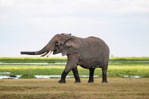 African elephant (Loxodonta africana), bull elephant, Amboseli National Park, Rift Valley Province,