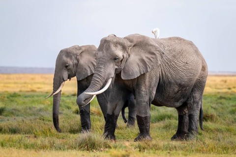 African elephant (Loxodonta africana), two animals in Longinye swamp with herons (Bubulcus ibis),