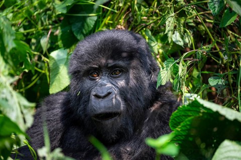 Mountain gorilla (Gorilla beringei beringei), between leaves, animal portrait, Bwindi Impenetrable