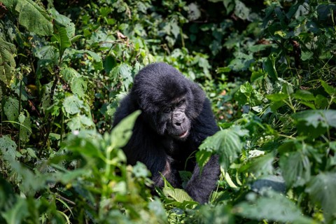 Mountain gorilla (Gorilla beringei beringei), among leaves, Bwindi Impenetrable Forest, Uganda
