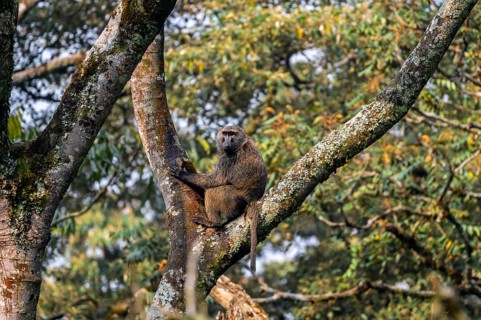 Anubispavian or green baboon (Papio anubis) sitting in a tree in a branch fork, Bwindi Impenetrable