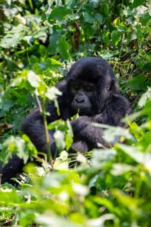 Mountain gorilla (Gorilla berengei berengei), Bwindi Impenetrable National Park, Uganda