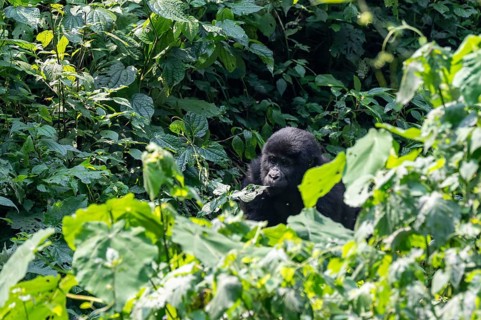 Young animal, mountain gorilla (Gorilla berengei berengei), Bwindi Impenetrable National Park,